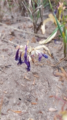 Codonorhiza elandsmontana