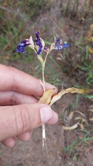 Codonorhiza elandsmontana