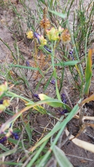 Codonorhiza elandsmontana