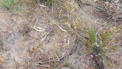 Codonorhiza elandsmontana