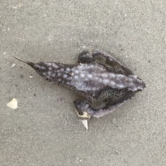 Ogcocephalus cubifrons
