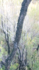 Hormiscium ericae