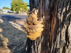 Laetiporus gilbertsonii