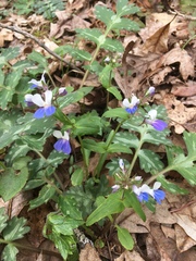 Collinsia verna