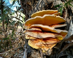 Laetiporus gilbertsonii