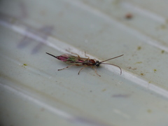 Tromatobia lineatoria