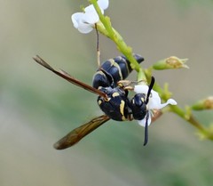 Euodynerus barberi
