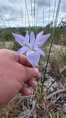 Moraea fugax