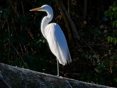 Ardea alba