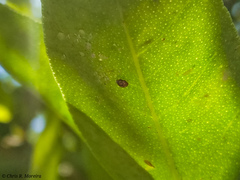 Scymnobius galapagoensis