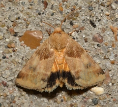 Schinia lynx