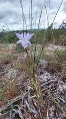 Moraea fugax