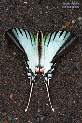 Neographium agesilaus