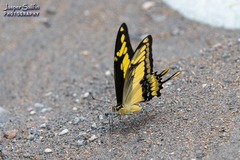 Heraclides thoas cinyras