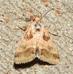 Schinia lynx
