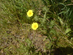 Potentilla recta obscura
