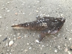 Ogcocephalus cubifrons