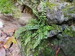 Asplenium trichomanes