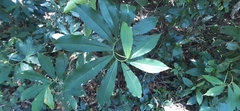 Costus pictus