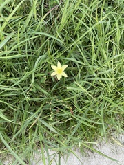 Zephyranthes citrina
