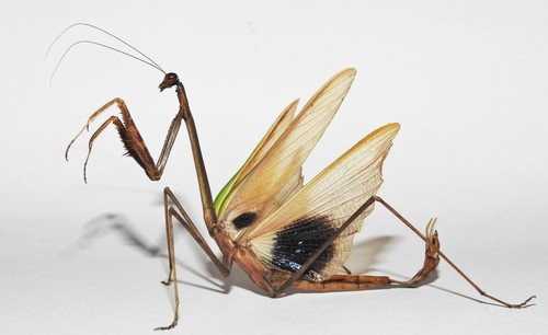 Phasmomantis sumichrasti