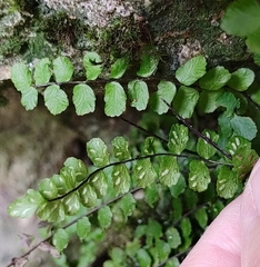 Asplenium trichomanes