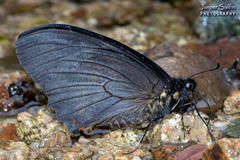 Papilio euterpinus