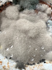 Penicillium