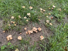 Marasmius oreades
