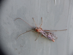 Ophion obscuratus