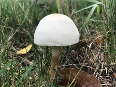 Agaricaceae