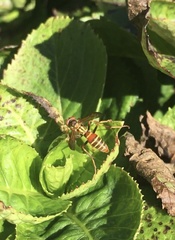 Polistes dorsalis