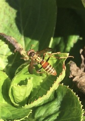 Polistes dorsalis