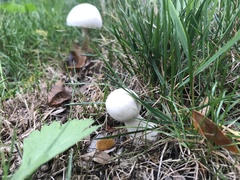 Agaricaceae