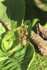 Polistes dorsalis