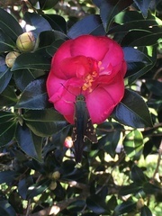 Urbanus proteus