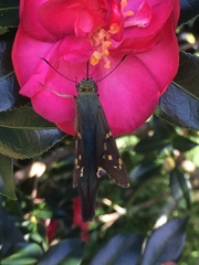 Urbanus proteus