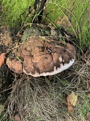 Ganoderma applanatum