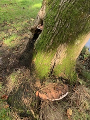 Ganoderma applanatum