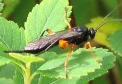 Pimpla pedalis