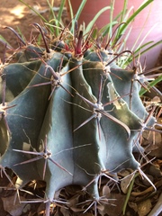 Ferocactus herrerae