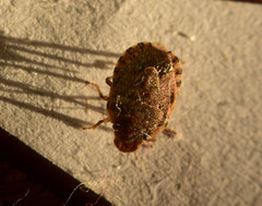 Sciocorini