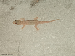 Phyllodactylus reissii