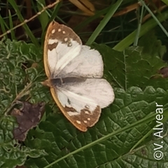 Heliopetes laviana