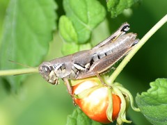 Melanoplus plebejus