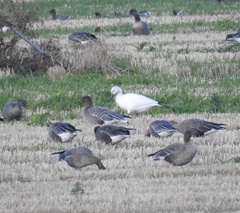 Anser caerulescens caerulescens