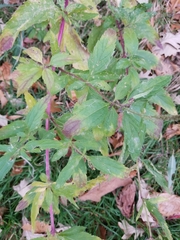 Eupatorium cannabinum