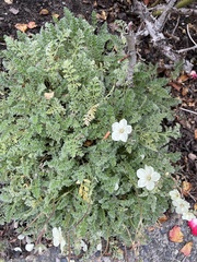 Erodium chrysanthum