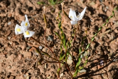 Moraea gawleri