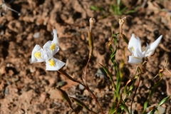 Moraea gawleri